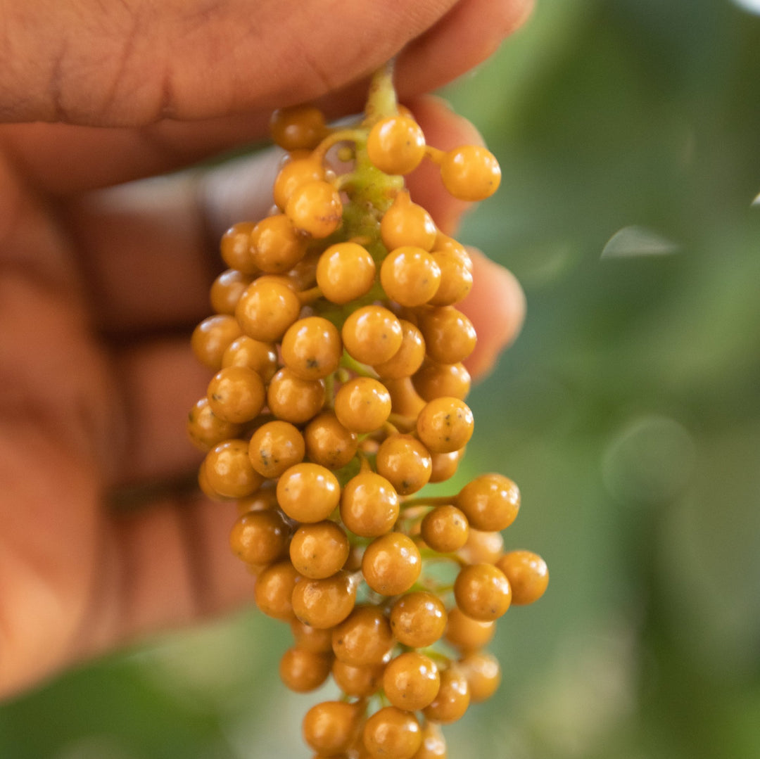Guinea cubeb Nigerian uziza seeds