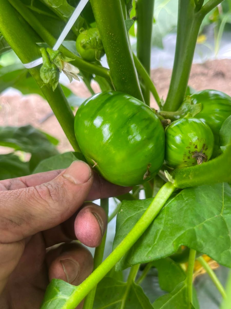 Fresh Green Garden Eggs
