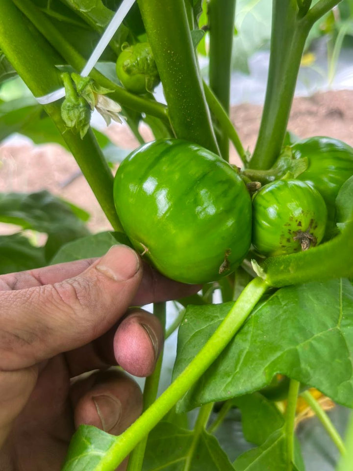 Fresh Green Garden Eggs