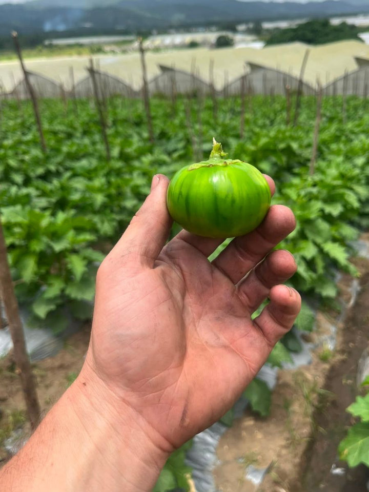 Fresh Green Garden Eggs