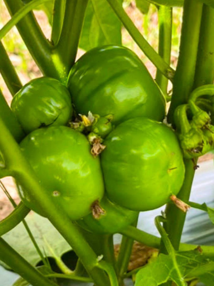 Fresh Green Garden Eggs - Indeegenus