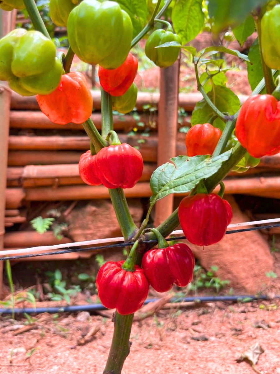 Nigerian Ata Rodo Peppers - Indeegenus