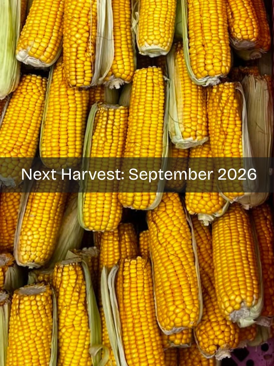 Nigerian Maize Corn - Indeegenus