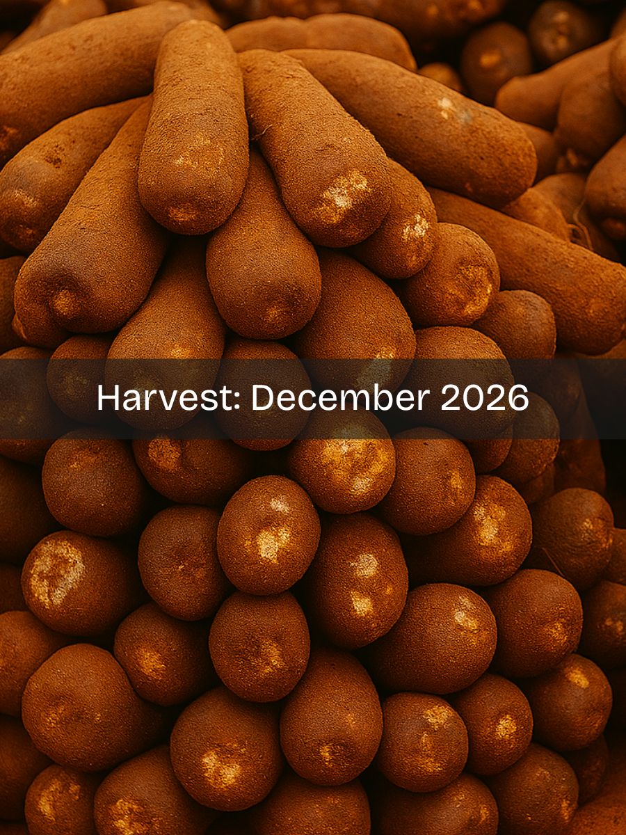 Nigerian Yams - Indeegenus