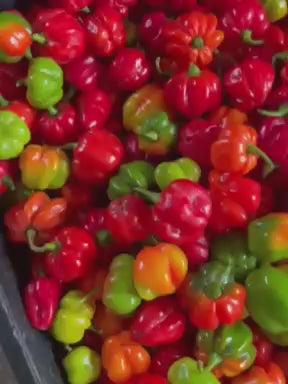 Nigerian Ata Rodo Peppers