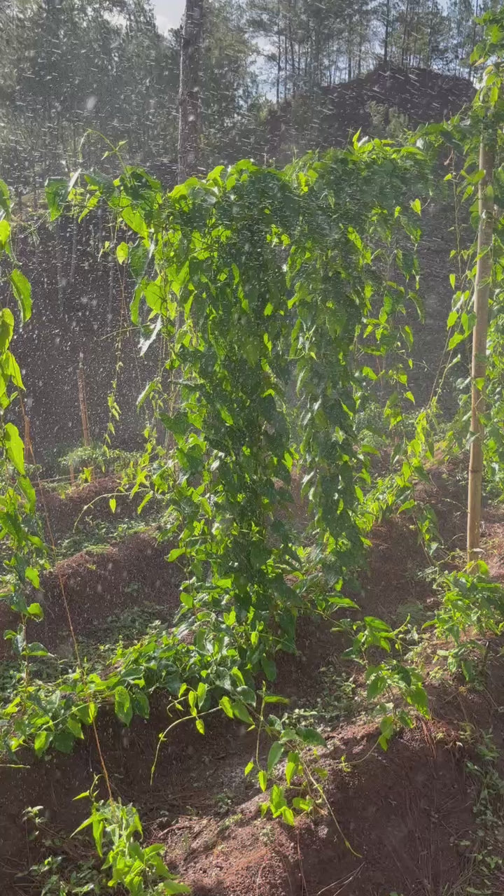 Indeegenus.com Nigerian yam farming in the US